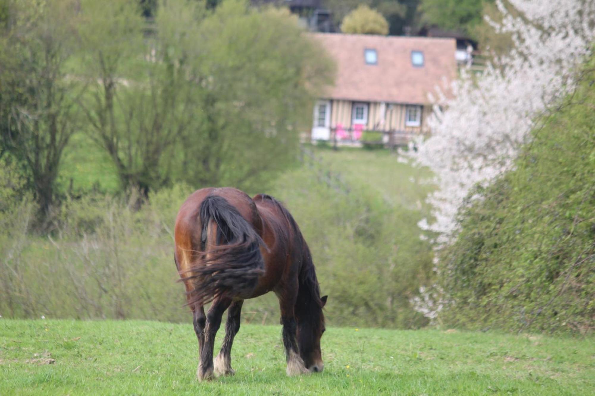 Gite A la petite Bretonnière Saint-Pierre-Des-Ifs  Esterno foto